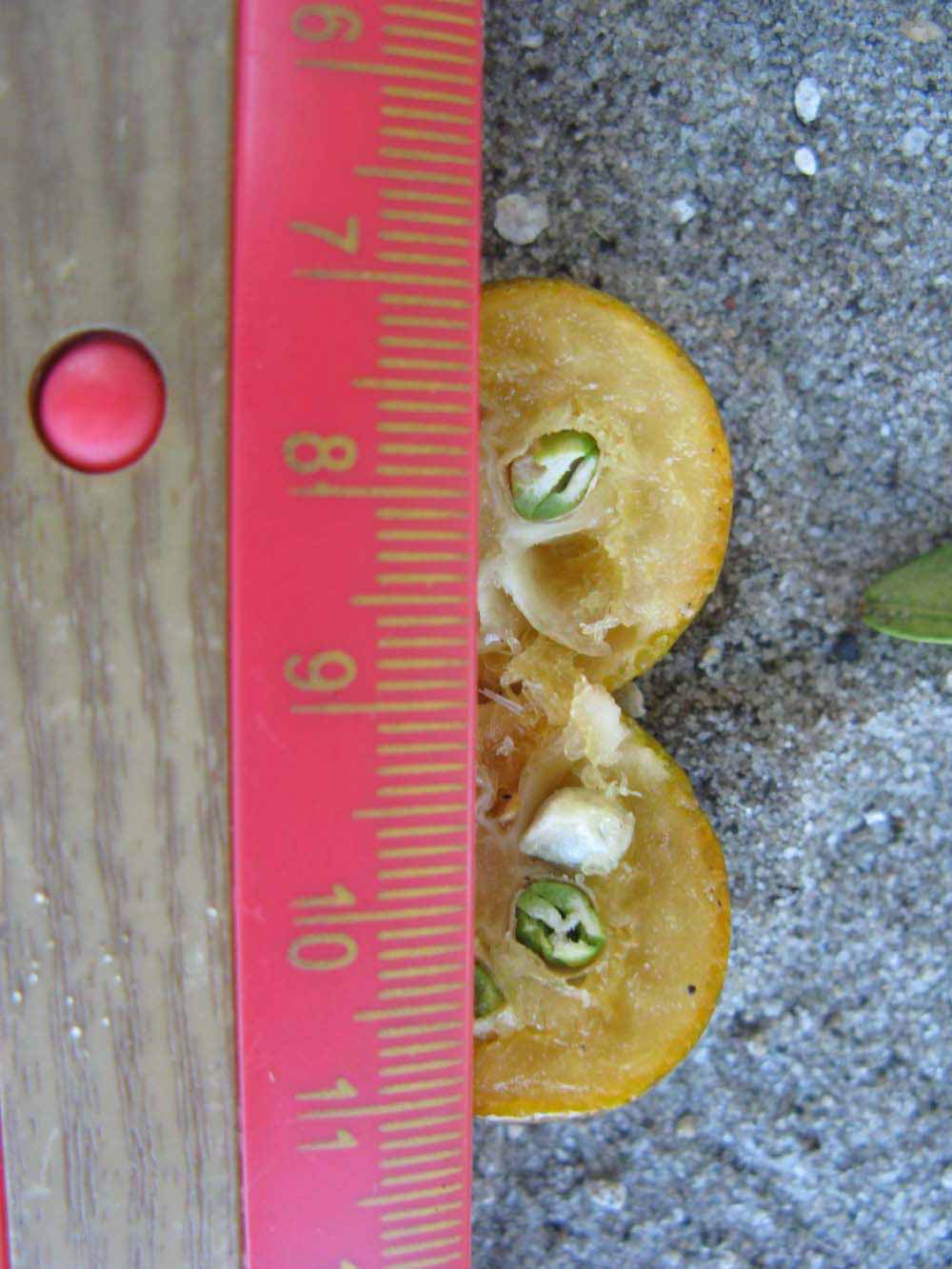              Fruit (Winter Haven, FL)       